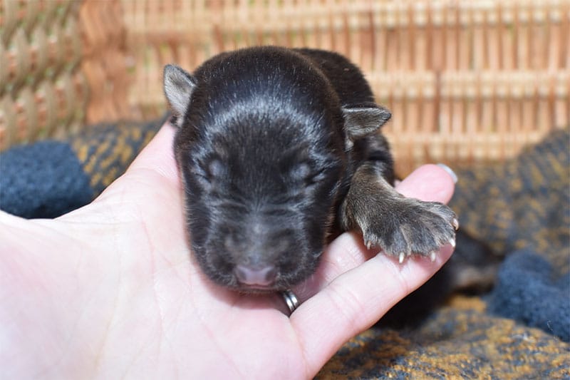 Jazzy and Jericho Black & Tan German Shepherd Female Puppy #3 For Sale