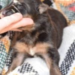 Smithfarms Black and Tan German Shepherd Male Puppies For Sale