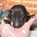 Smithfarms Black and Tan German Shepherd Male Puppies For Sale