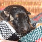 Smithfarms Black and Tan German Shepherd Male Puppies For Sale