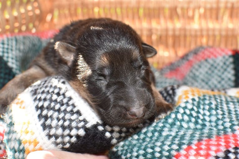 Smithfarms Black and Tan German Shepherd Male Puppies For Sale