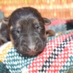 Smithfarms Black and Tan German Shepherd Male Puppies For Sale