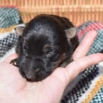 Smithfarms Black and Tan German Shepherd Male Puppies For Sale