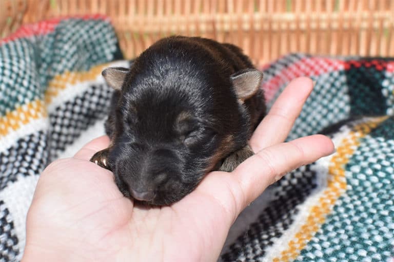 Smithfarms Black and Tan German Shepherd Male Puppies For Sale