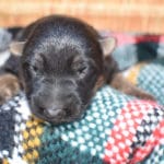 Smithfarms Black and Tan German Shepherd Male Puppies For Sale