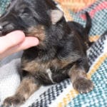 Smithfarms Black and Tan German Shepherd Male Puppies For Sale