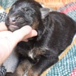 Smithfarms Black and Tan German Shepherd Male Puppies For Sale