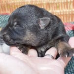 Smithfarms Black and Tan German Shepherd Male Puppies For Sale