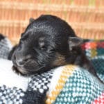 Smithfarms Black and Tan German Shepherd Male Puppies For Sale