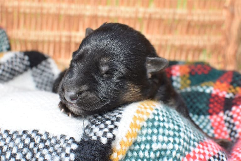 Smithfarms Black and Tan German Shepherd Male Puppies For Sale