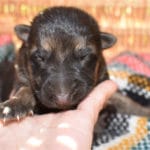 Smithfarms Black and Tan German Shepherd Male Puppies For Sale