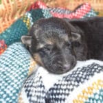 Smithfarms Black and Tan German Shepherd Male Puppies For Sale