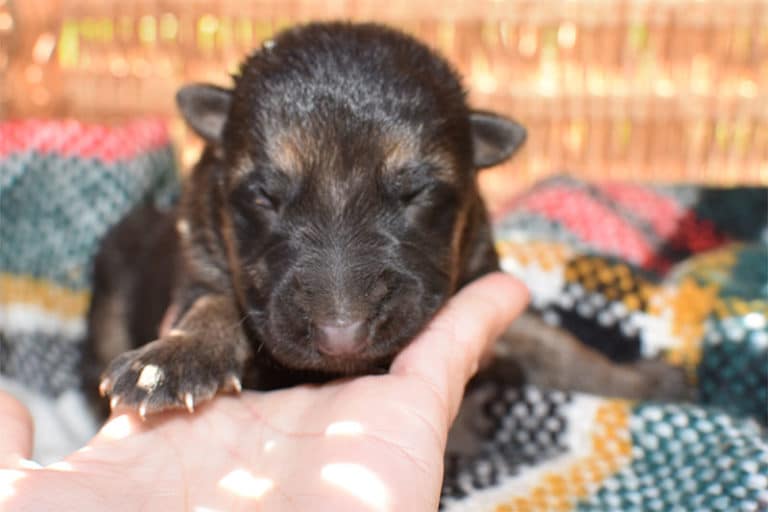 Smithfarms Black and Tan German Shepherd Male Puppies For Sale