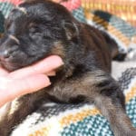 Smithfarms Black and Tan German Shepherd Male Puppies For Sale