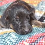 Smithfarms Black and Tan German Shepherd Male Puppies For Sale