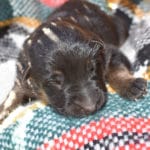 Smithfarms Black and Tan German Shepherd Male Puppies For Sale