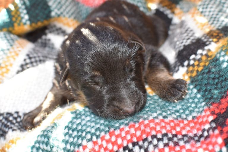 Smithfarms Black and Tan German Shepherd Male Puppies For Sale