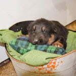 black and tan german shepherd puppies for sale