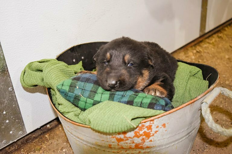 black and tan german shepherd puppies for sale