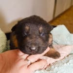 Janny and Jericho black and tan female German shepherd puppies for sale