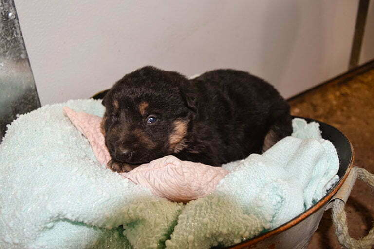 Janny and Jericho black and tan female German shepherd puppies for sale