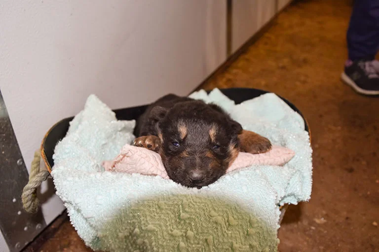 Janny and Jericho black and tan female German shepherd puppies for sale
