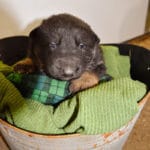 black and tan german shepherd puppies for sale