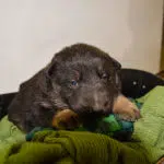 black and tan german shepherd puppies for sale