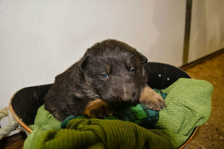 black and tan german shepherd puppies for sale