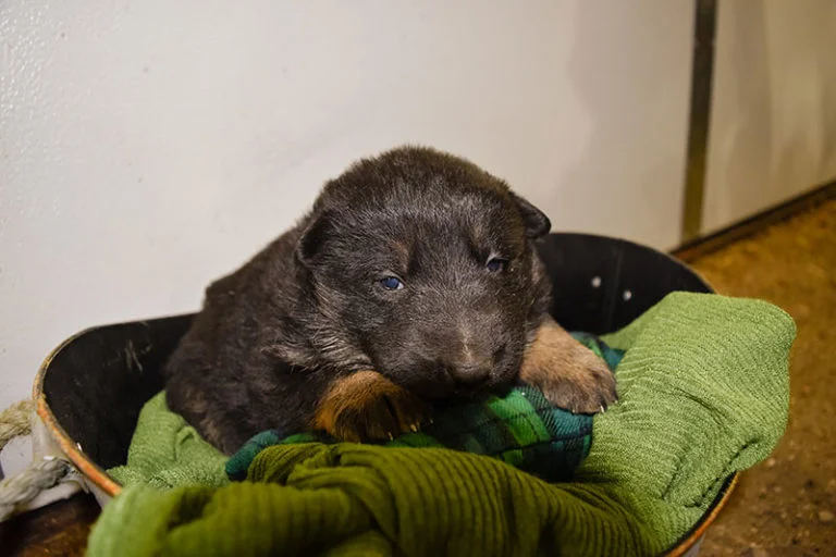 black and tan german shepherd puppies for sale