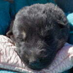 Betty-and-Jericho-Female-German-shepherd-puppy-for-sale