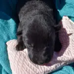 Betty-and-Jericho-Female-German-shepherd-puppy-for-sale