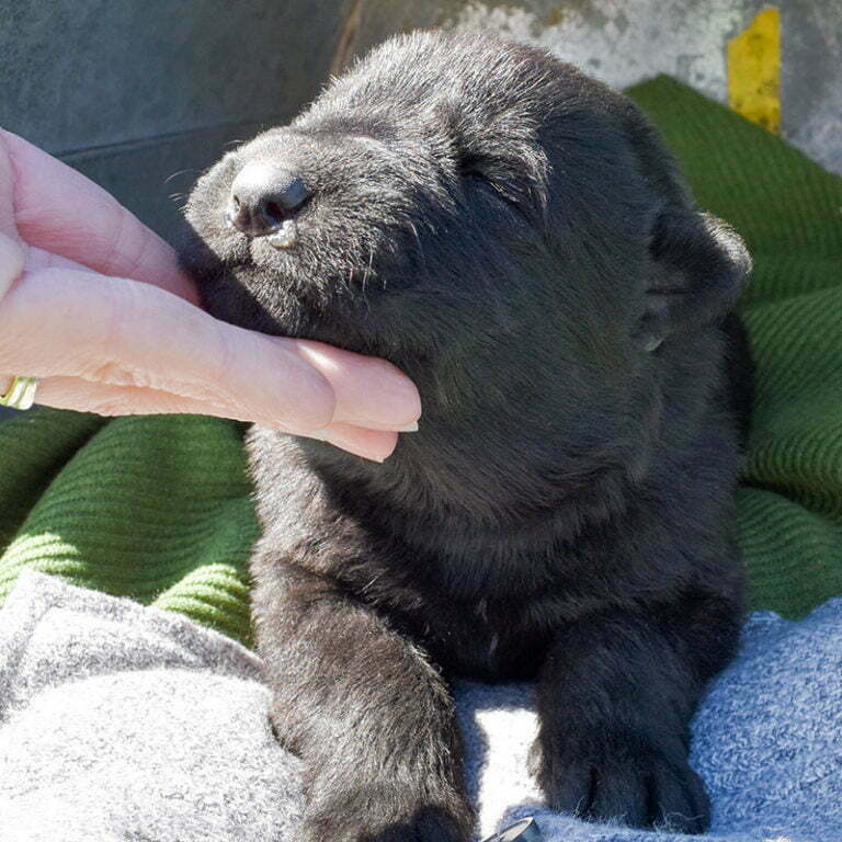 Betty-and-Jericho-Male-German-shepherd-puppy-for-sale