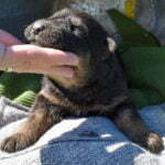 Betty-and-Jericho-Male-German-shepherd-puppy-for-sale