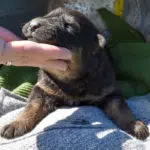 Betty-and-Jericho-Male-German-shepherd-puppy-for-sale
