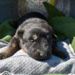 Betty-and-Jericho-Male-German-shepherd-puppy-for-sale
