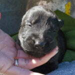 Betty-and-Jericho-Male-German-shepherd-puppy-for-sale