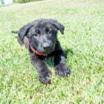 Full Breed German Shepherd Puppies for Sale