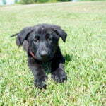 all black german shepherd puppies for sale