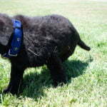 black and red german shepherd for sale