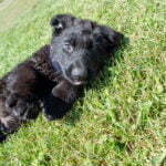 black and red german shepherd for sale