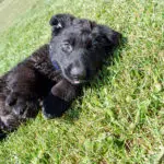 black and red german shepherd for sale