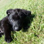 black german shepherd puppies for sale