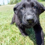 German Shepherd Puppies For Sale