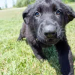 German Shepherd Puppies For Sale