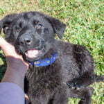 black and red german shepherd for sale