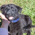 black and red german shepherd for sale