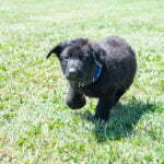 black and red german shepherd for sale