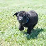 black and red german shepherd for sale