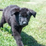 black and red german shepherd for sale